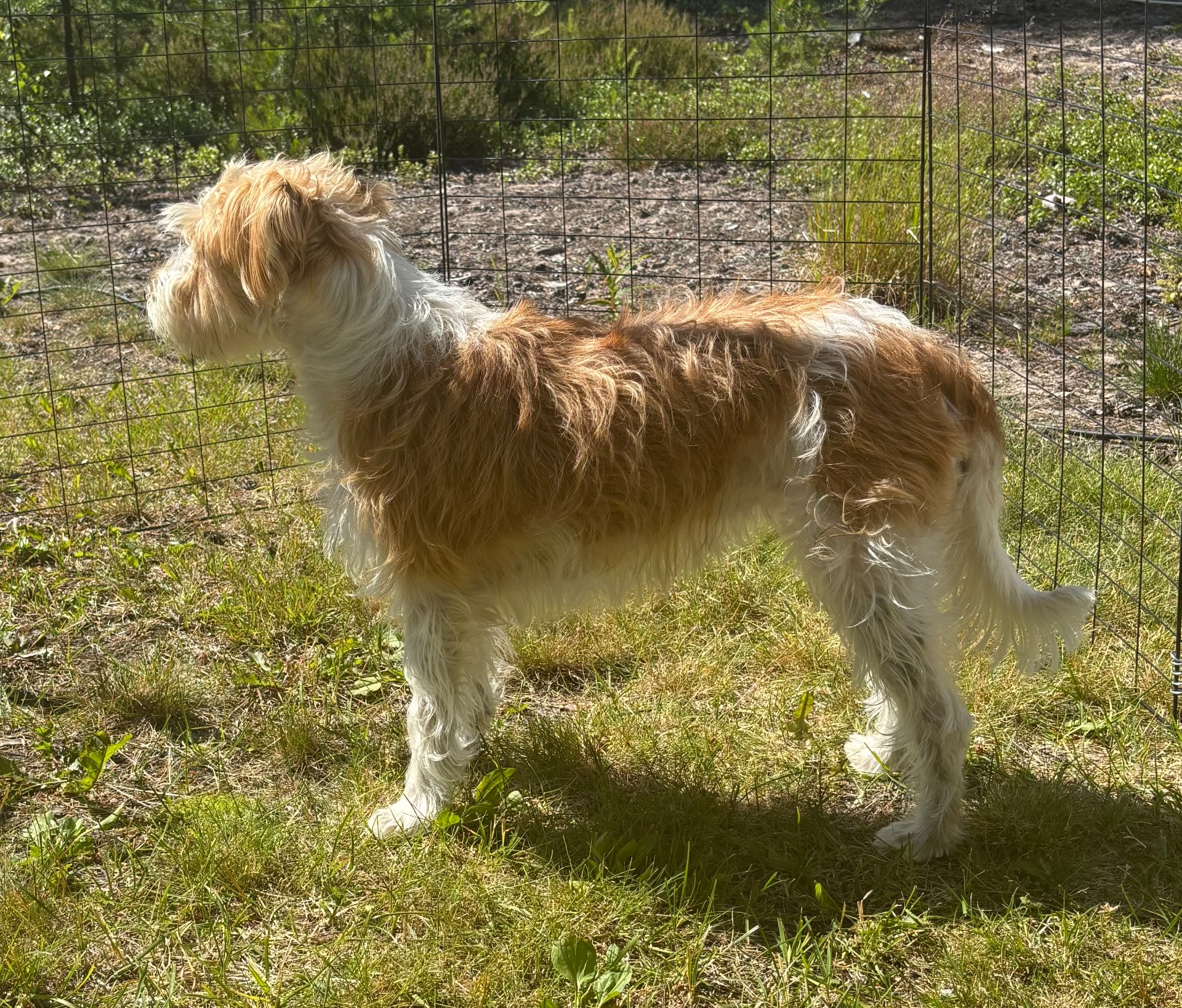 Grynet